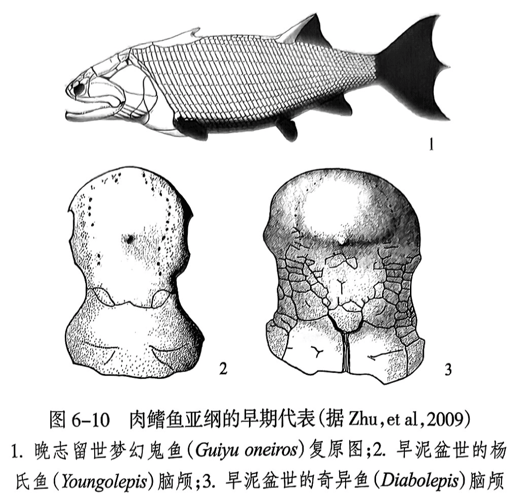 1. 晚志留世梦幻鬼鱼（Guiyu oneiros）复原图;2. 早泥盆世的杨氏鱼（Youngolepis）脑颅;3. 早泥盆世的奇异鱼（Diabolepis）脑颅