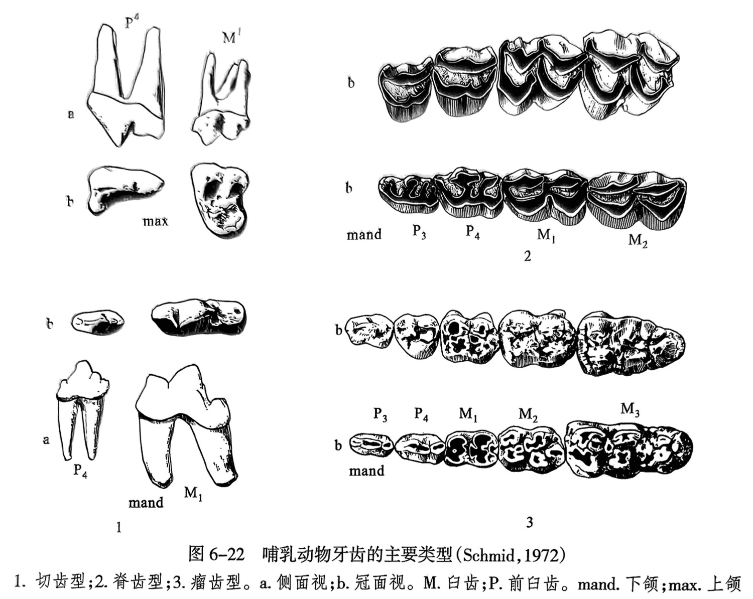 1. 切齿型;2.脊齿型;3.瘤齿型。a.侧面视;b.冠面视。M.臼齿;P.前臼齿。mand.下颌; max.上颌
