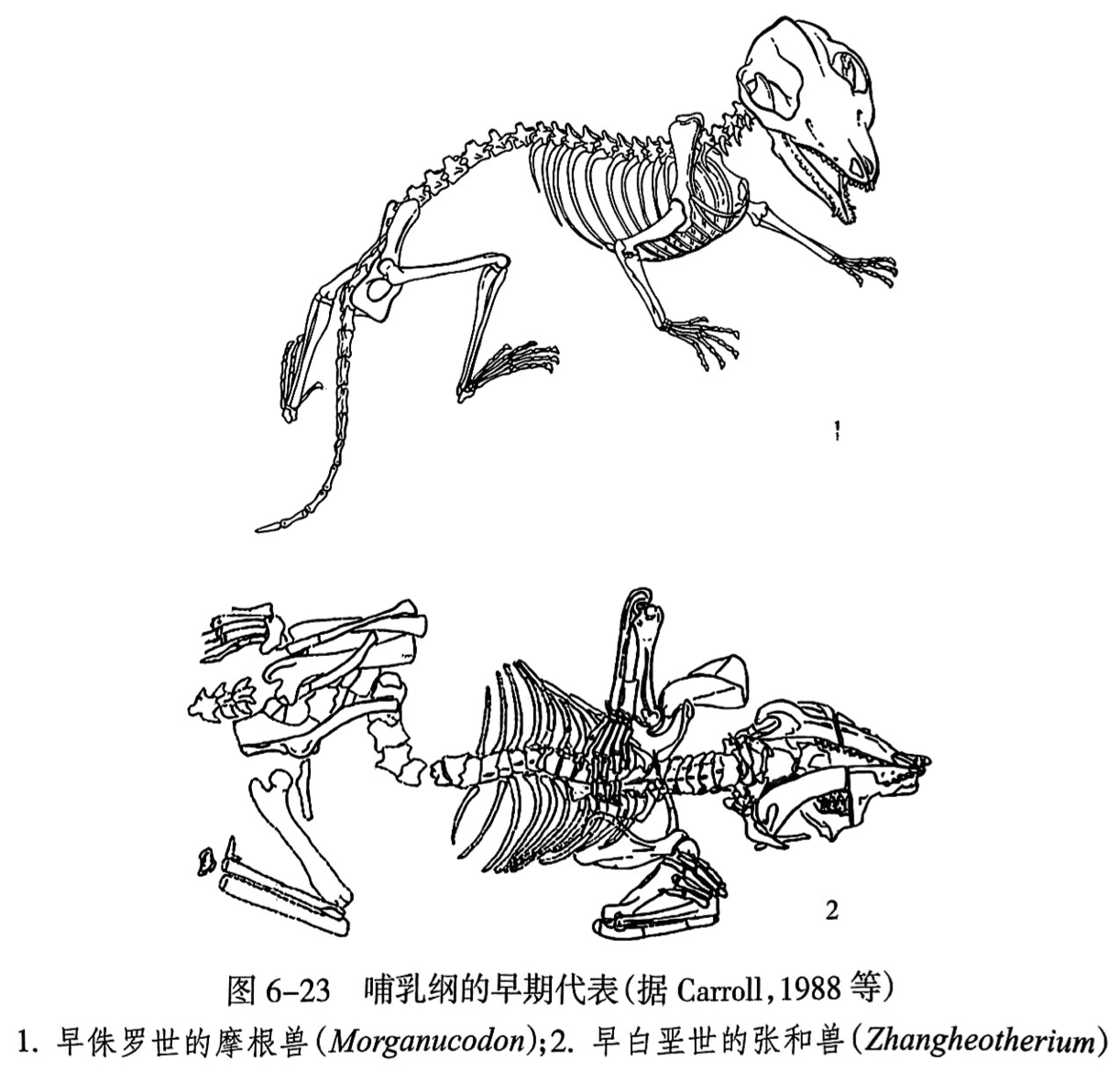 1. 早侏罗世的摩根兽(Morganucodon);2. 早白垩世的张和兽(Zhangheotherium)