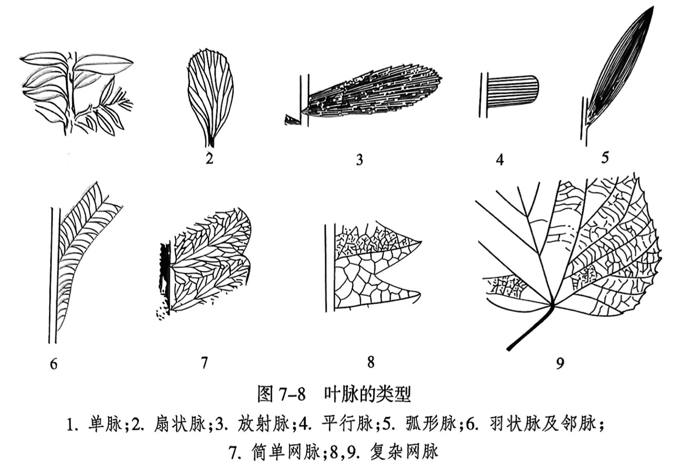 1.单脉;2.扇状脉;3.放射脉;4.平行脉;5.弧形脉;6.羽状脉及邻脉; 7.简单网脉;8,9.复杂网脉