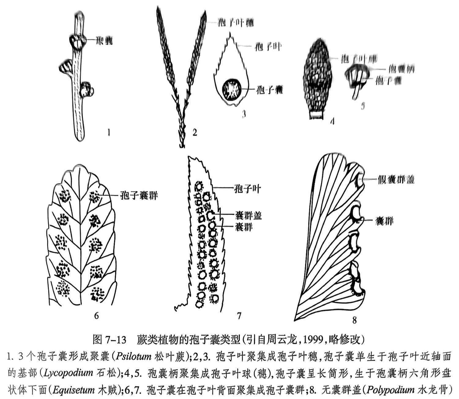 1,3个孢子囊形成聚囊(Psilotum松叶蕨);2,3.孢子叶聚集成孢子叶穗,孢子囊单生于孢子叶近轴面的基部(Lycopodium石松);4,5.孢囊柄聚集成孢子叶球(穗),孢子囊呈长筒形,生于孢囊柄六角形盘状体下面(Equisetum 木贼);6,7. 孢子囊在孢子叶背面聚集成孢子囊群;8. 无囊群盖(Polypodium水龙骨)