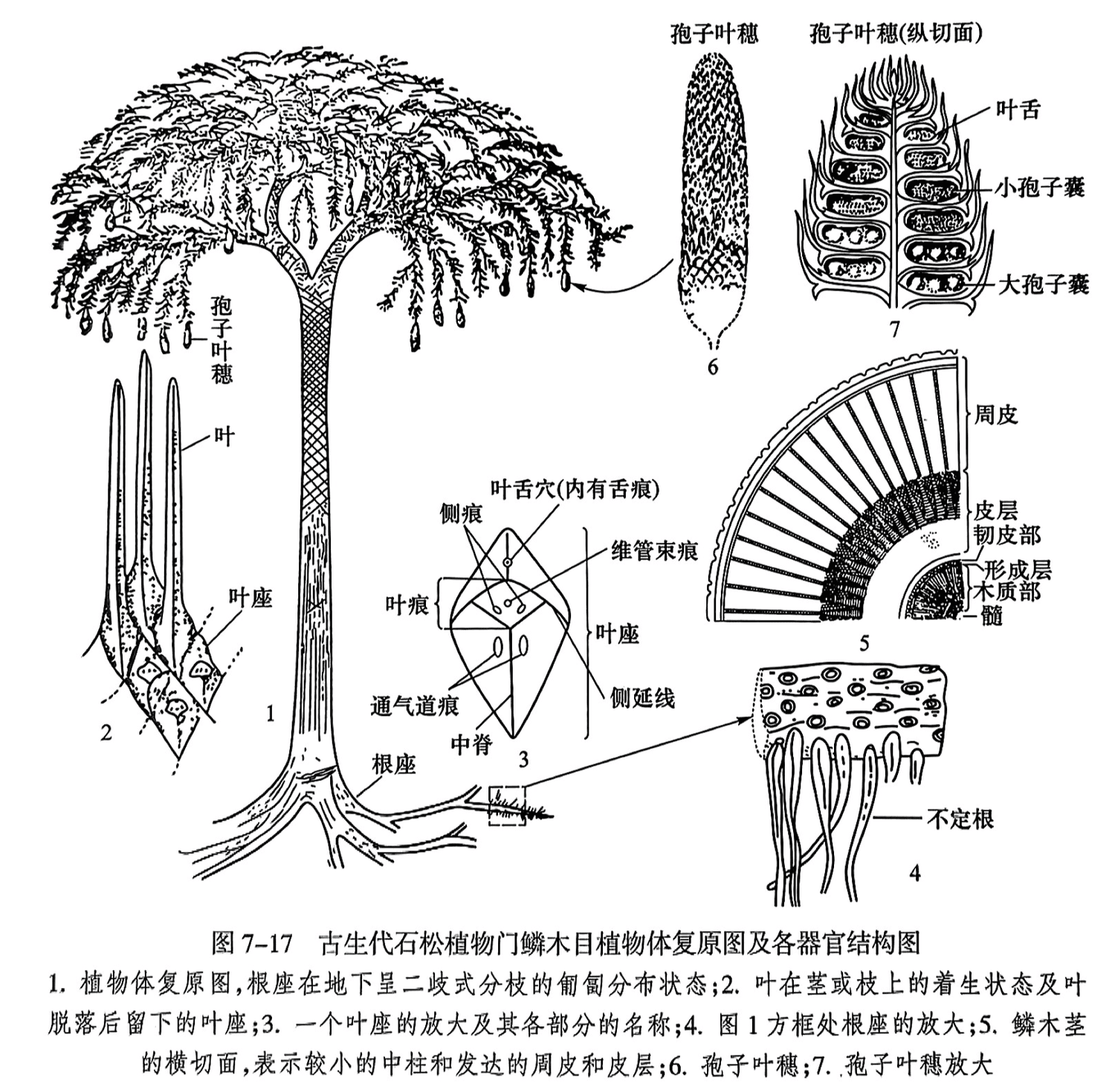 1.植物体复原图,根座在地下呈二歧式分枝的匍匐分布状态;2.叶在茎或枝上的着生状态及叶脱落后留下的叶座;3.一个叶座的放大及其各部分的名称;4.图1方框处根座的放大;5.鳞木茎的横切面,表示较小的中柱和发达的周皮和皮层;6.孢子叶穗;7.孢子叶穗放大