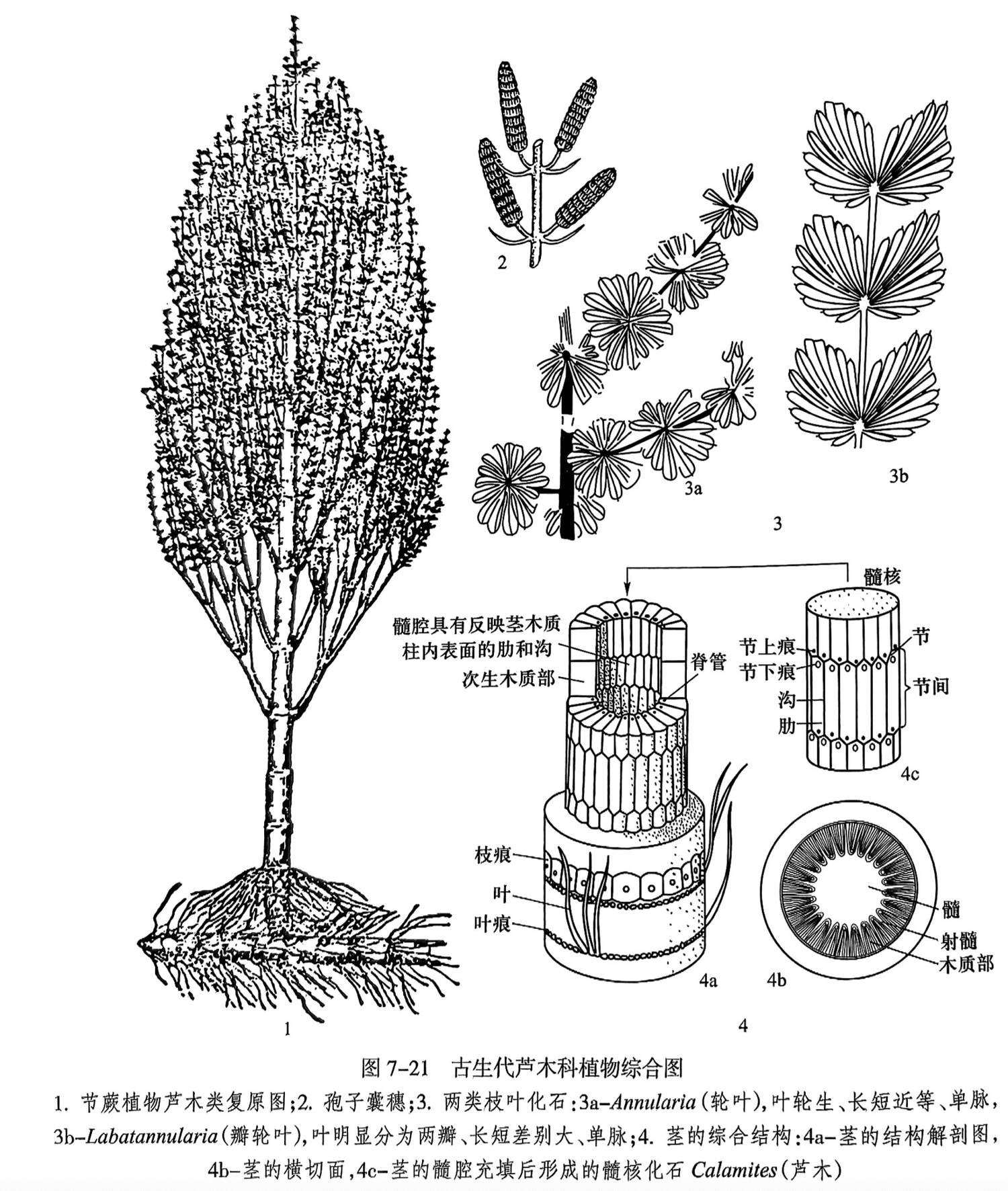 1.节蕨植物芦木类复原图;2.孢子囊穗;3.两类枝叶化石:3a-Annularia(轮叶),叶轮生、长短近等、单脉,3b-Labatannularia(瓣轮叶),叶明显分为两瓣、长短差别大、单脉;4.茎的综合结构:4a-茎的结构解剖图,4b-茎的横切面,4c-茎的髓腔充填后形成的髓核化石 Calamites(芦木)