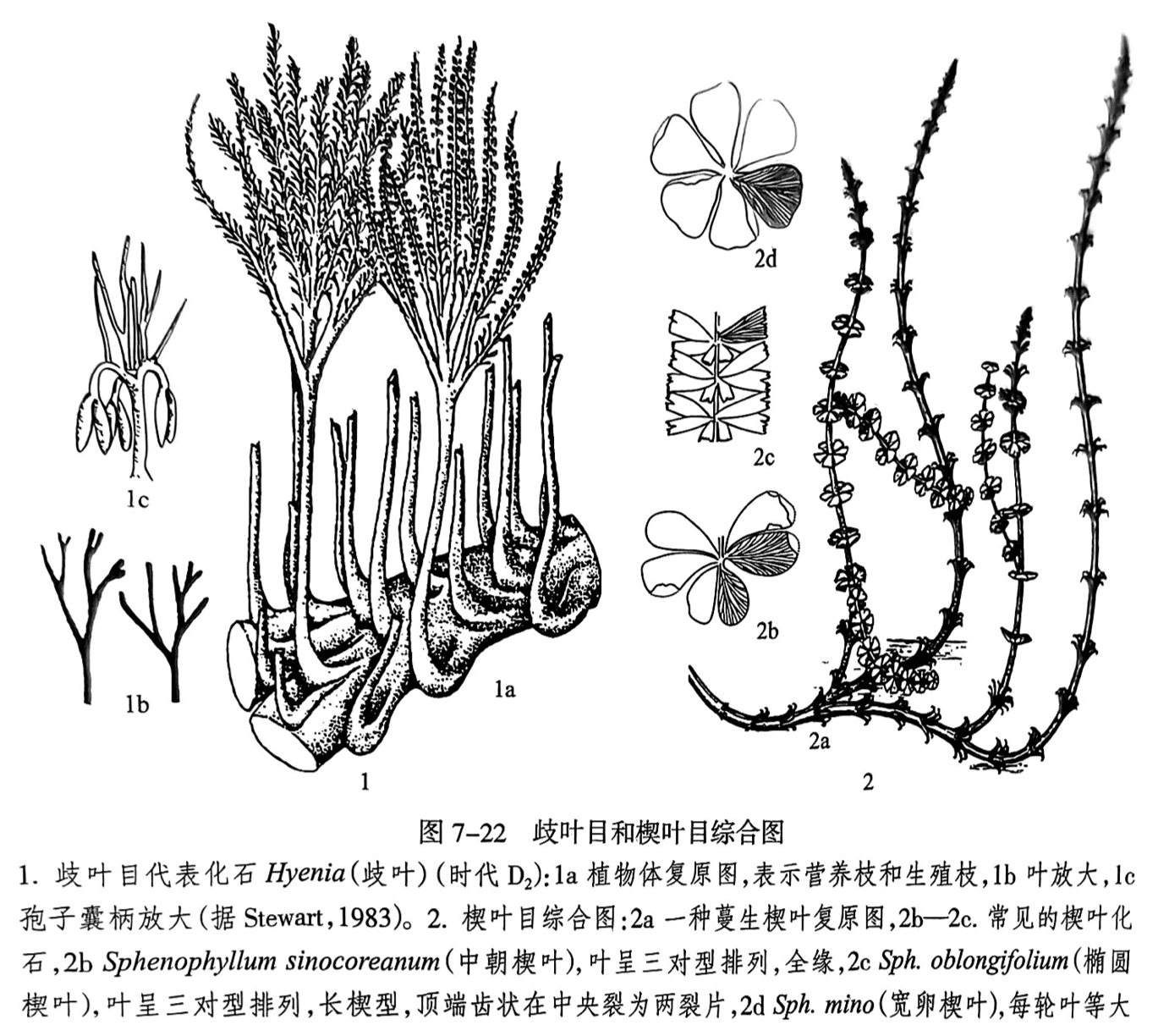 1.歧叶目代表化石 Hyenia(歧叶)(时代D₂):1a植物体复原图,表示营养枝和生殖枝,1b叶放大,le孢子囊柄放大(据 Stewart,1983)。2.楔叶目综合图:2a 一种蔓生楔叶复原图,2b—2c.常见的楔叶化石,2b Sphenophyllum sinocoreanum(中朝楔叶),叶呈三对型排列,全缘,2c Sph. oblongifolium(椭圆楔叶),叶呈三对型排列,长楔型,顶端齿状在中央裂为两裂片,2dSpk.mino(宽卵楔叶),每轮叶等大