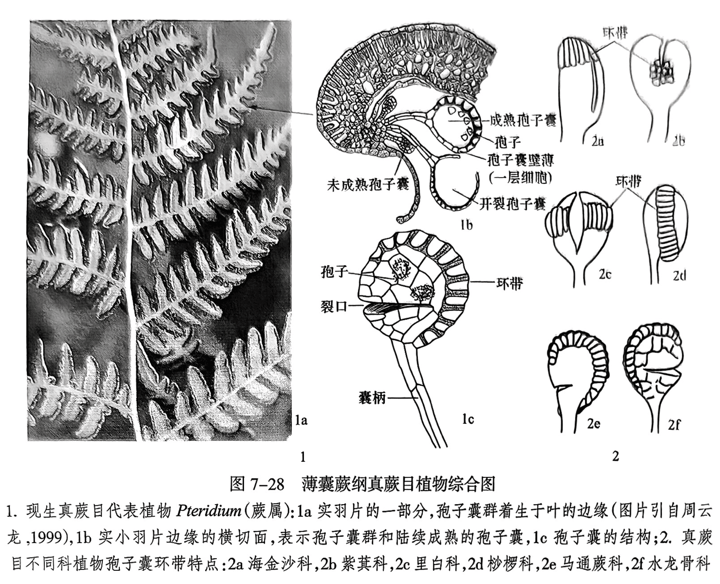 1.现生真蕨目代表植物 Pteridium(蕨属):1a实羽片的一部分,孢子囊群着生于叶的边缘(图片引自周云龙,1999),1b实小羽片边缘的横切面,表示孢子囊群和陆续成熟的孢子囊,1c孢子囊的结构;2.真蕨目不同科植物孢子囊环带特点:2a海金沙科,2b紫萁科,2c里白科,2d桫椤科,2e马通蕨科,2f水龙骨科