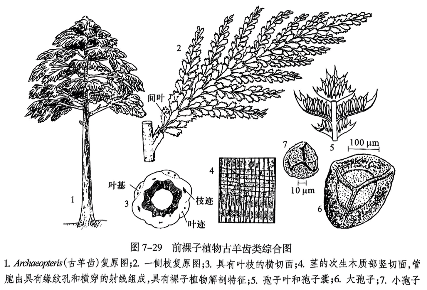 1. Archaeopteris(古羊齿)复原图;2.一侧枝复原图;3.具有叶枝的横切面;4.茎的次生木质部竖切面,管胞由具有缘纹孔和横穿的射线组成,具有裸子植物解剖特征;5.孢子叶和孢子囊;6.大孢子;7.小孢子