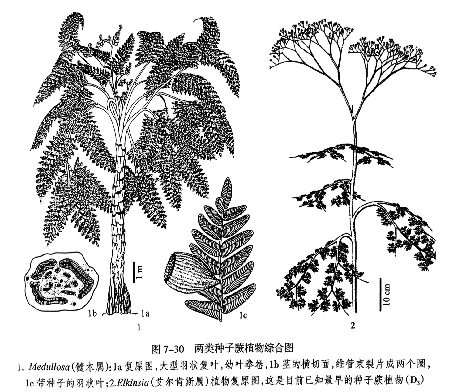 1. Medullosa(锁木属):la复原图,大型羽状复叶,幼叶拳卷,1b茎的横切面,维管束裂片成两个圈,1c带种子的羽状叶;2. Elkinsia(艾尔肯斯属)植物复原图,这是目前已知最早的种子蕨植物(D₃)