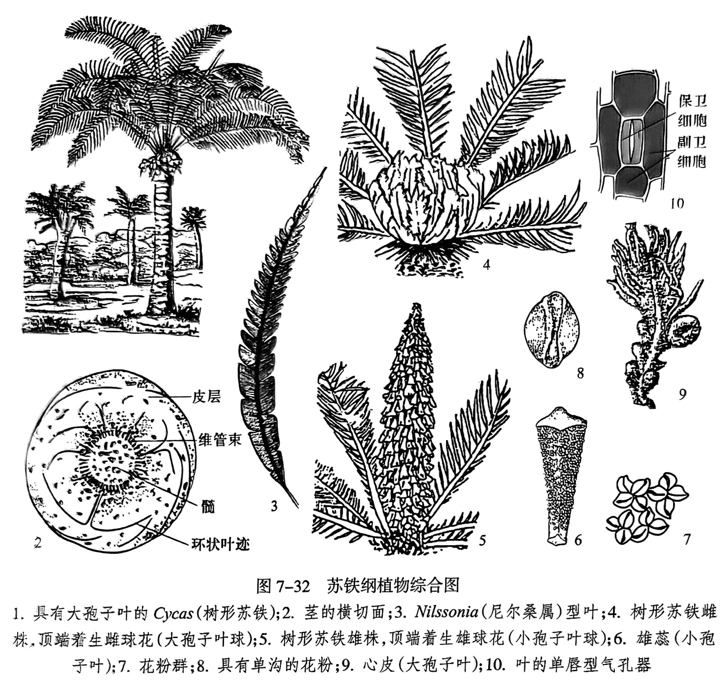 1. 具有大孢子叶的 Cycas(树形苏铁);2. 茎的横切面;3. Nilssonia(尼尔桑属)型叶;4. 树形苏铁雌株,顶端着生雌球花(大孢子叶球);5.树形苏铁雄株,顶端着生雄球花(小孢子叶球);6.雄蕊(小孢子叶);7.花粉群;8.具有单沟的花粉;9.心皮(大孢子叶);10.叶的单唇型气孔器