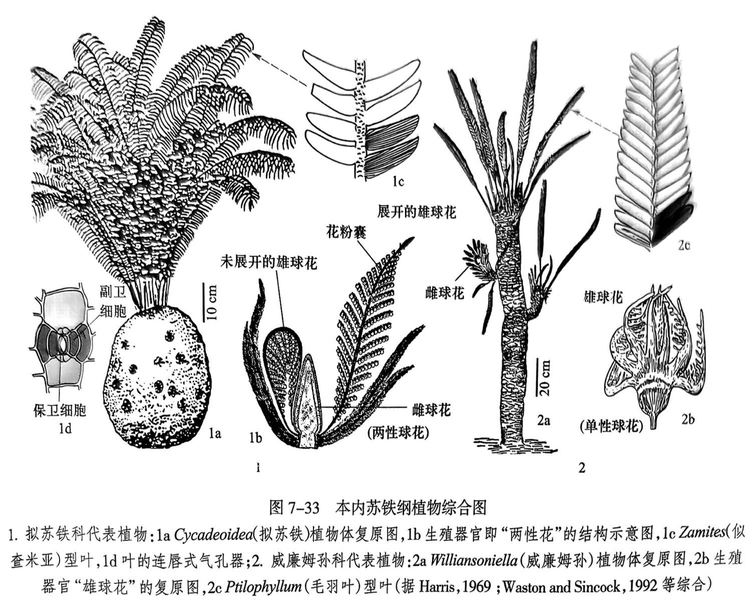1. 拟苏铁科代表植物:1a Cycadeoidea(拟苏铁)植物体复原图,1b生殖器官即“两性花”的结构示意图,1e Zamites(似查米亚)型叶,1d叶的连唇式气孔器;2.威廉姆孙科代表植物:2a Williansoniella(威廉姆孙)植物体复原图,2b生殖器官“雄球花”的复原图,2c Ptilophyllum(毛羽叶)型叶(据 Harris,1969; Waston and Sincock,1992 等综合)