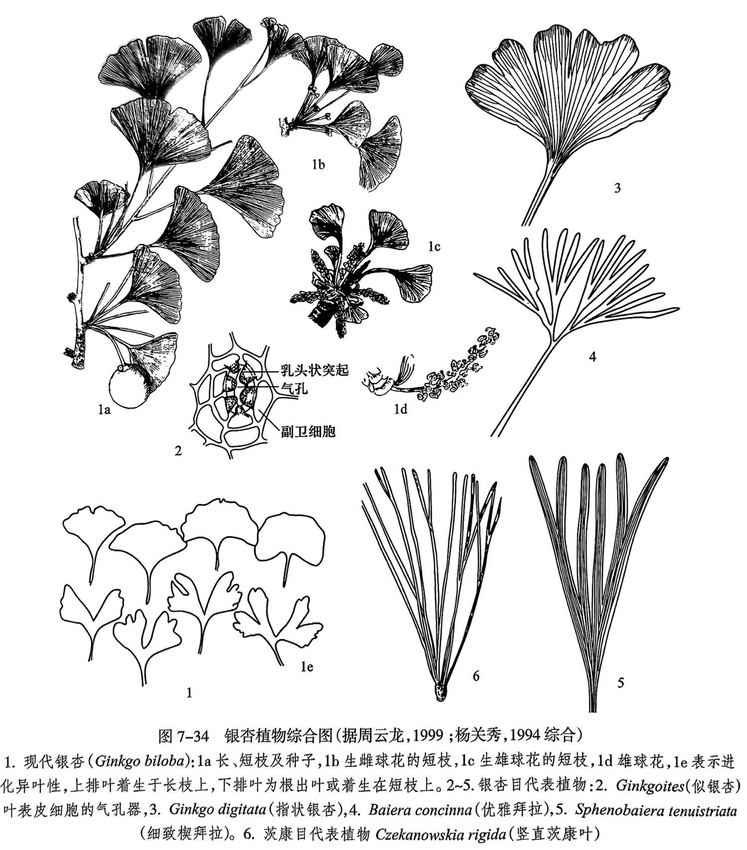 1. 现代银杏(Ginkgo biloba):1a长、短枝及种子,1b生雌球花的短枝,1c生雄球花的短枝,1d雄球花, le表示进化异叶性,上排叶着生于长枝上,下排叶为根出叶或着生在短枝上。2-5.银杏目代表植物:2. Ginkgoites(似银杏)叶表皮细胞的气孔器,3. Ginkgo digitata(指状银杏),4. Baiera concinna(优雅拜拉),5. Sphenobaiera tenuistriata(细致楔拜拉)。6. 茨康目代表植物 Czekanowskia rigida(竖直茨康叶)