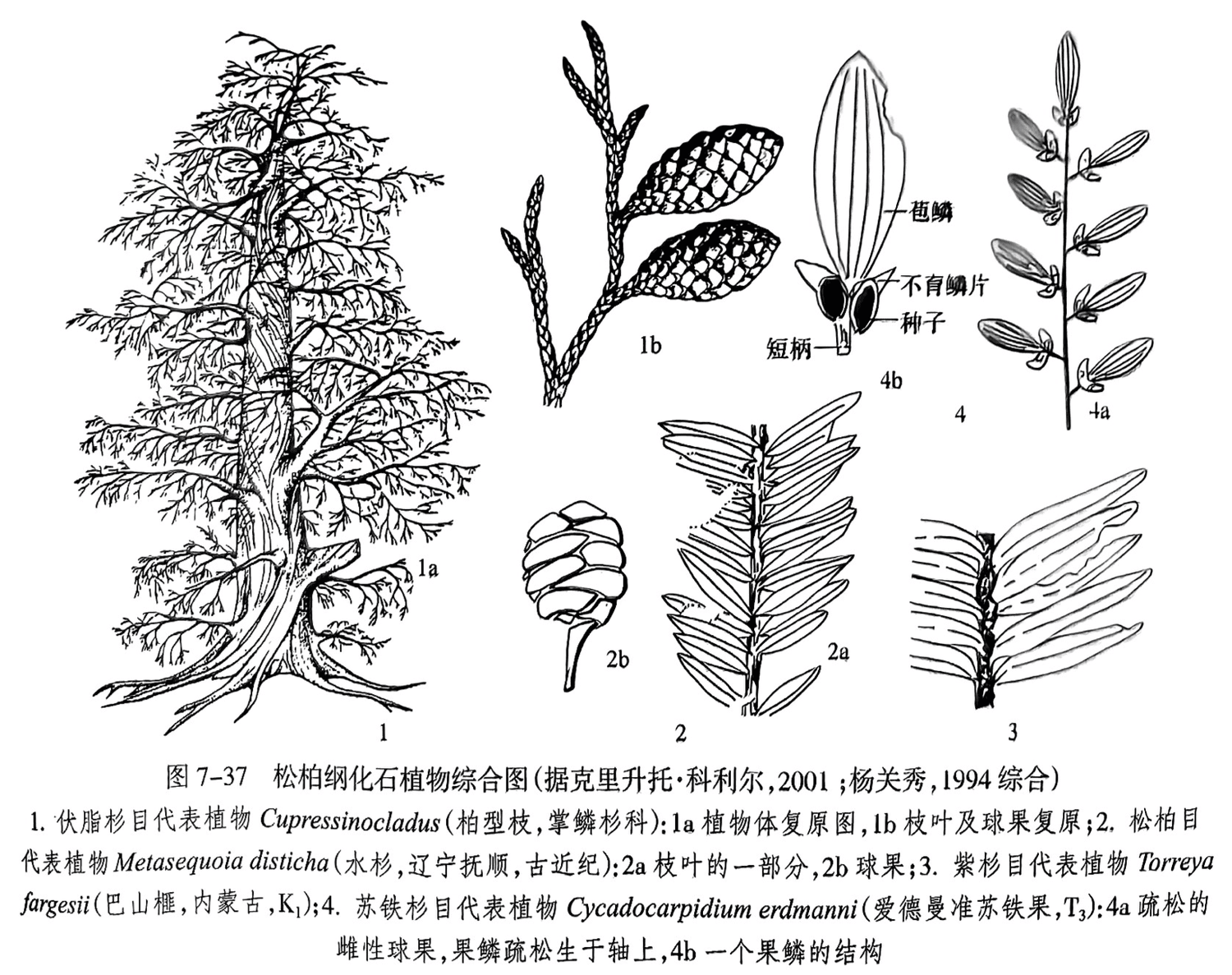 1.伏脂杉目代表植物 Cupressinocladus(柏型枝,掌鳞杉科):la植物体复原图,1b枝叶及球果复原;2.松柏目代表植物 Metasequoia disticha(水杉,辽宁抚顺,古近纪):2a枝叶的一部分,2b球果;3. 紫杉目代表植物 Torreyafargesii(巴山楹,内蒙古,K₁);4. 苏铁杉目代表植物 Cycadocarpidium erdmanni(爱德曼准苏铁果,T₃):4a疏松的雌性球果,果鳞疏松生于轴上,4b一个果鳞的结构