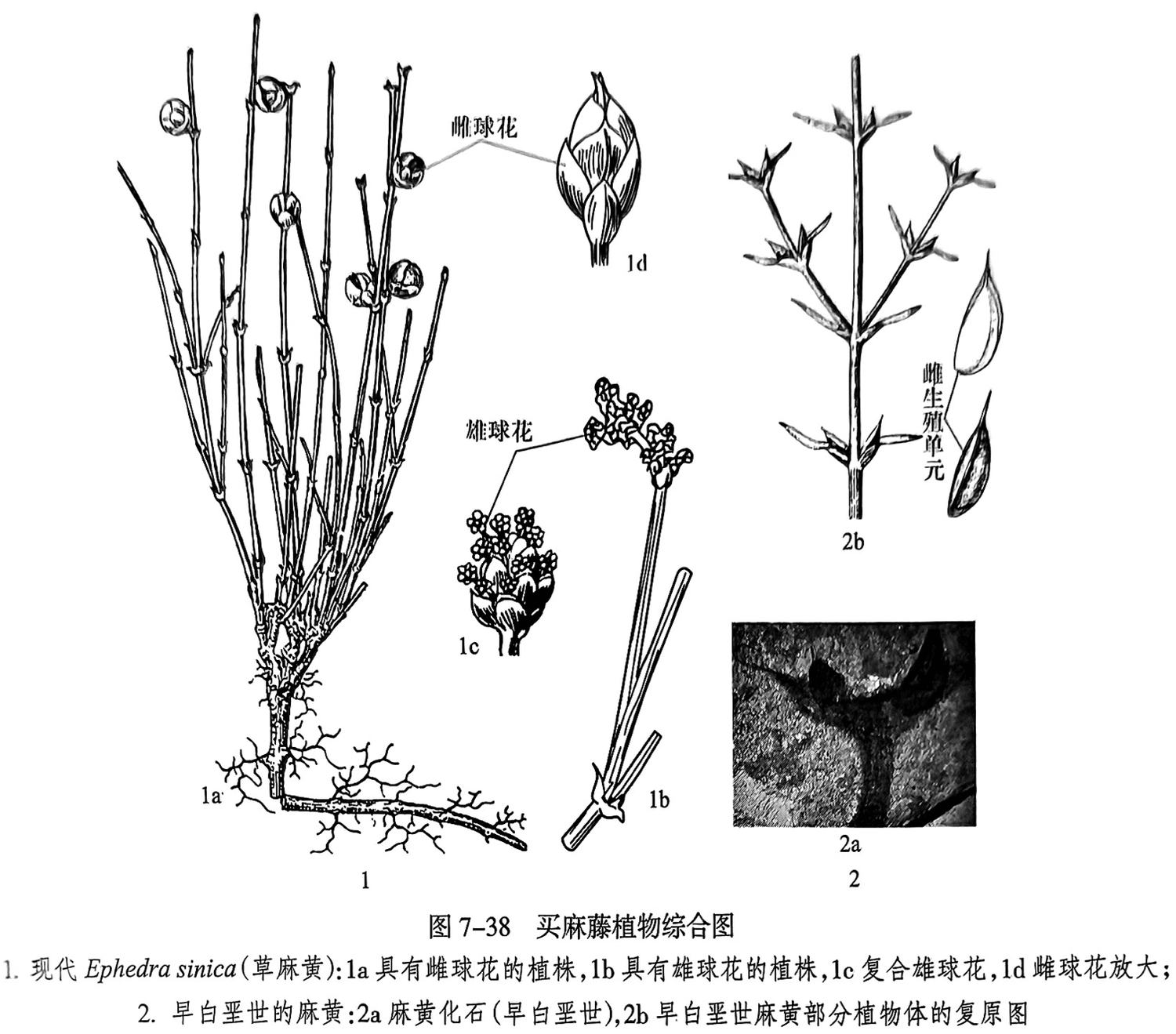 1.现代 Ephedra sinica(草麻黄):1a具有雌球花的植株,1b具有雄球花的植株,1c复合雄球花,1d雌球花放大;2.早白垩世的麻黄:2a麻黄化石(早白垩世),2b早白墨世麻黄部分植物体的复原图