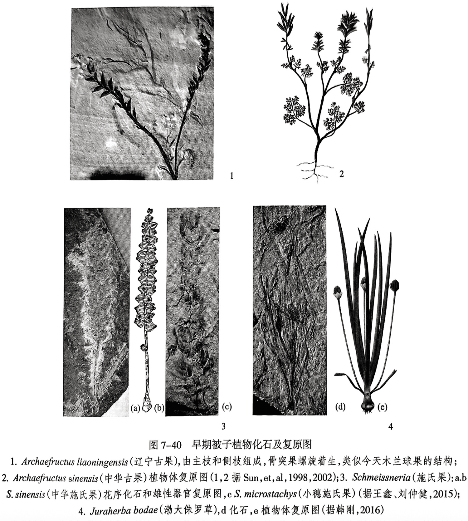 1. Archaefructus liaoningensis(辽宁古果),由主枝和侧枝组成,骨突果螺旋着生,类似今天木兰球果的结构;2. Archaefructus sinensis(中华古果)植物体复原图(1,2据 Sun, et, al,1998,2002);3. Schmeissneria(施氏果):a. bS. sinensis(中华施氏果)花序化石和雄性器官复原图,cS. microstachys(小穗施氏果)(据王鑫、刘仲健,2015);4. Juraherba bodae(渤大侏罗草),d化石,e植物体复原图(据韩刚,2016)