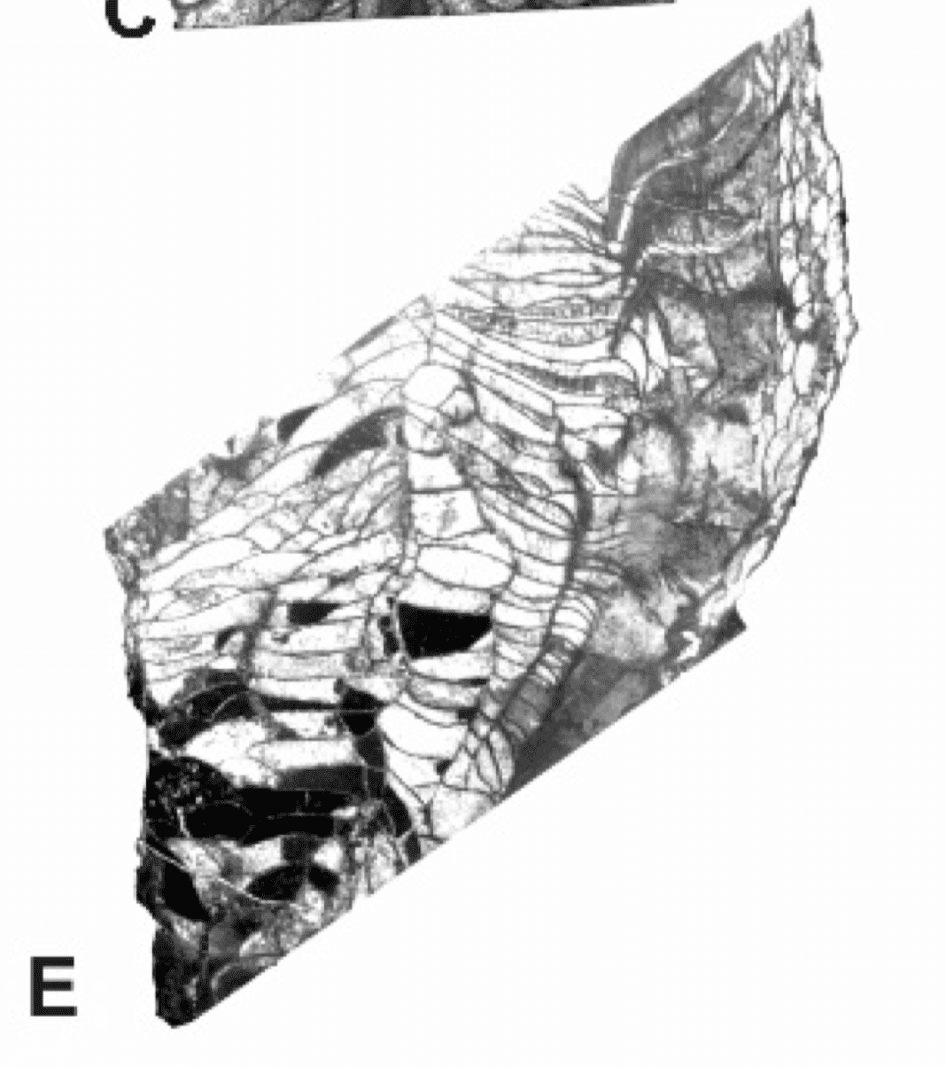 =385x434 1746757993773-ea2cf837-6441-453a-a6c1-a7b617a163c7.png