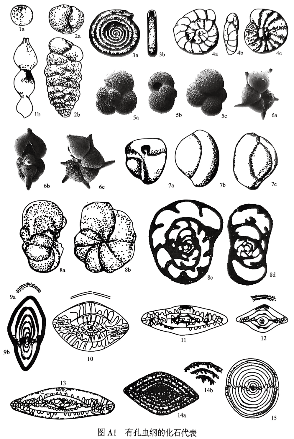 1. Nodosaria：1a顶视，1b侧视；2. Textularia：2a顶视，2b侧视；3. Ammodiscus：3a侧视，3b口视；4. Ammonia：4a背视，4b壳缘视，4c腹视；5. Globigerina：5a背视，5b壳缘视，5c腹视；6. Hantkenina：6a背视，6b壳缘视，6c腹视；7. Triloculina：7a顶视，7b侧视见2个房室，7c侧视见3个房室；8. Endothyra：8a侧视，8b腹视，8c旋切面，8d轴切面；9. Ozawainella，轴切面；10. Palaeofusulina，轴切面，隔壁全面褶皱，旋壁由致密层及透明层组成； 11. Fusulina，轴切面；12. Fusulinella，轴切面；13. Schwagerina，轴切面；14. Neoschwagerina：14a轴切面，14b示 副隔壁；15. Verbeekina，轴切面