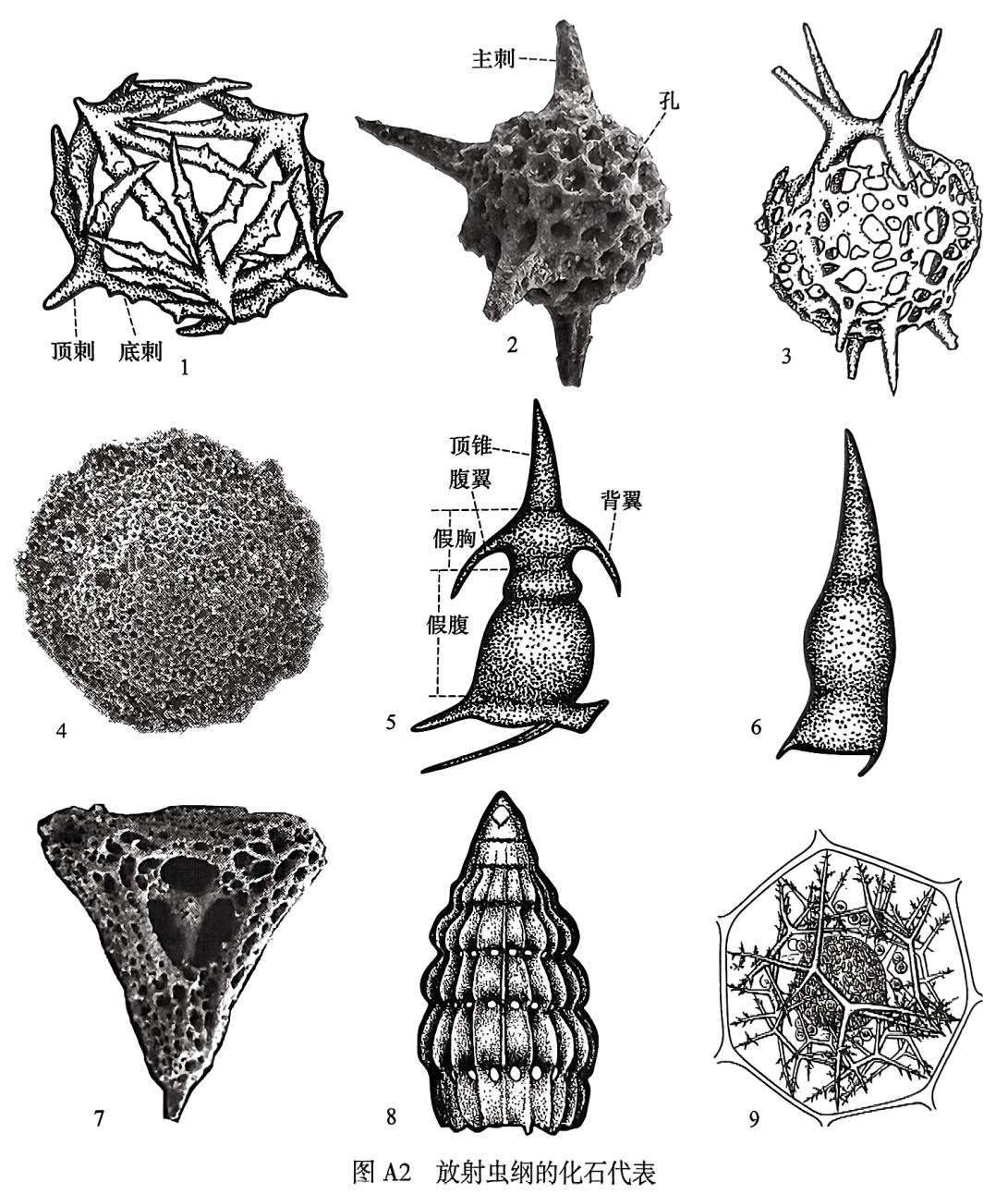 1. Rotasphaera；2. Entactinia；3. Parentactinia；4. Klaengspongus；5. Parafollicucullus；6. Follicucullus；7. Foremanhelena；8. Dictyomitra；9. Sphaerozoum
