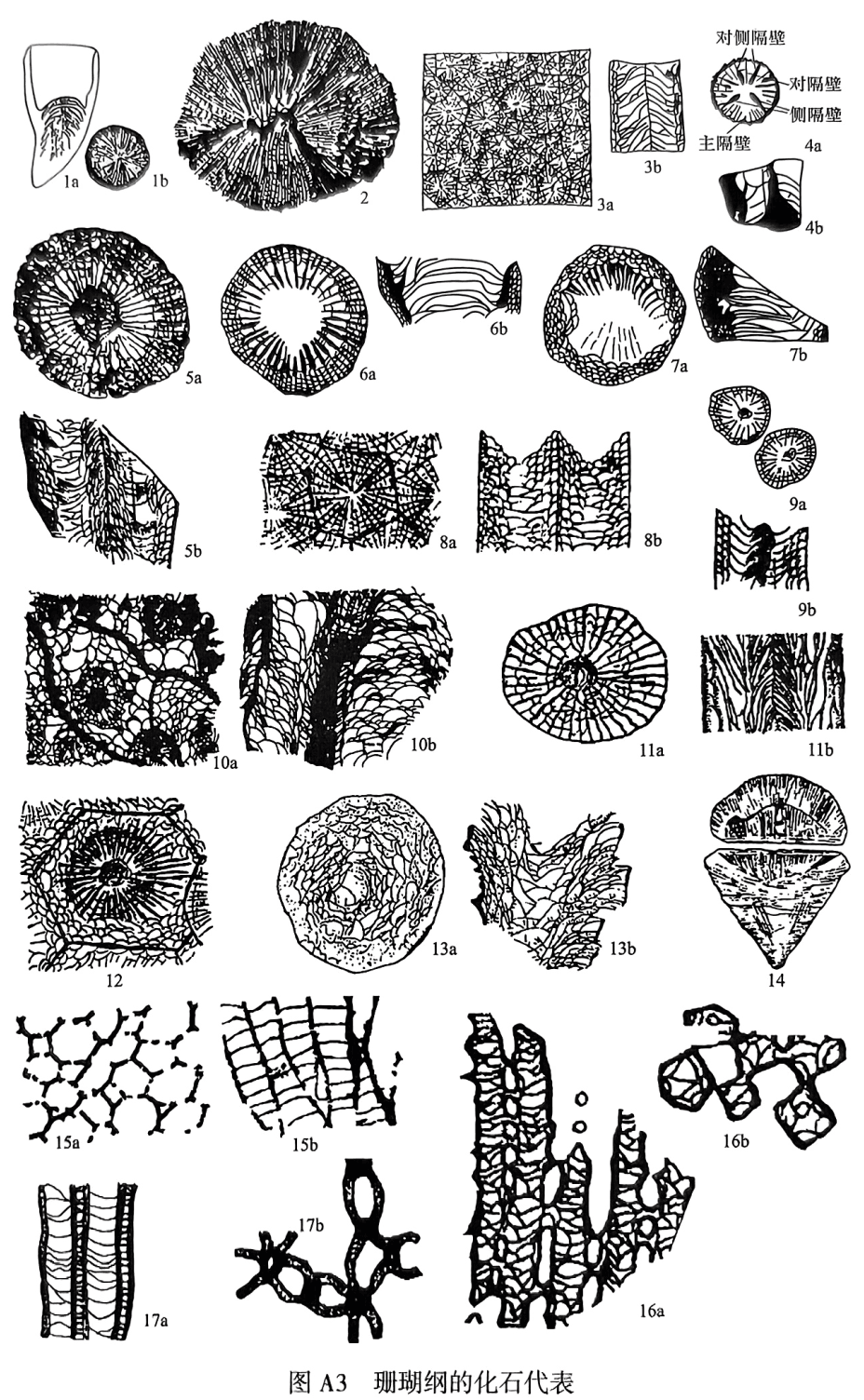 1. Streptelasma： la纵切面，1b横切面；2. Kueichouphyllum，横切面；3. Lithostrotion：3a横切面，3b纵切面；4. Tachylasma：4a T. cha，横切面，4bT. magnum hexasepatum，纵切面；5. Dibunophyllum：5a横切面，5b纵切面；6. Caninia sp.：6a横切面，6b纵切面；7. Pseudouralinia tangpakouensis：7a 横切面，7b纵切面；8. Hexagonaria hexagona：8a横切面，8b纵切面；9. Liangshanophyllum：9a横切面，9b纵切面；10. Polythecalis：10a横切面，10b纵切面；11. Waagenophyllum：11a横切面，11b纵切面；12. Wentzellophyllum，横切面；13. Cystiphyllum：13a 横切面，13b纵切面；14. Calceola；15. Favosites：15a横切面，15b纵切面；16. Hayasakaia：16a纵切面，16b横切面；17. Halysites：17a纵切面，17b横切面