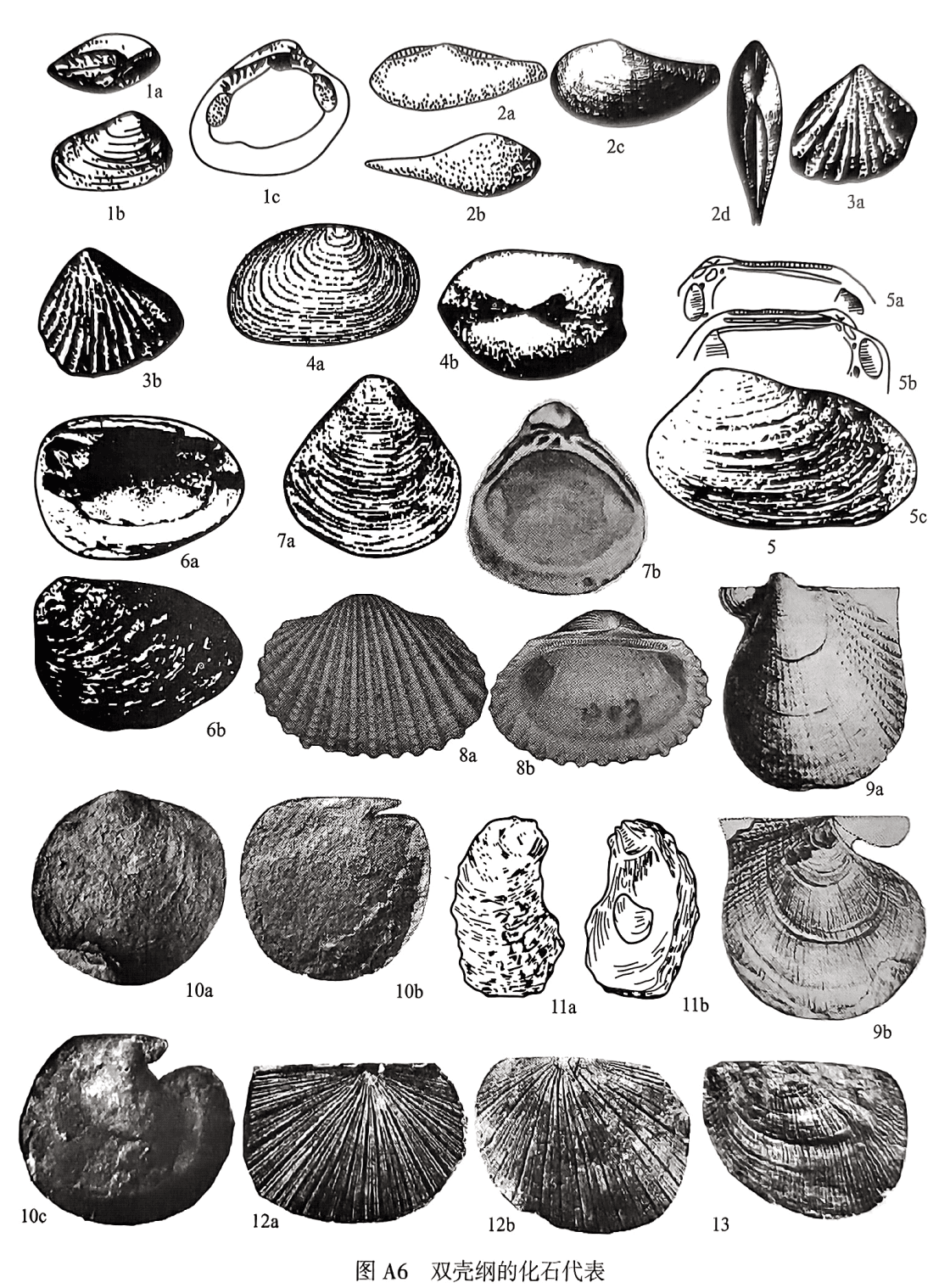 1. Palaeonucula：1a顶视，1b左外视，1c右内视；2. Nuculana：2a Nuculana perlonga，左内模示栉齿，2b Nuculana perlonga，右外视，2c Nuculana perluna，左外视，2d Nuculana perluna，背视；3. Myophoria：3a右外视，3b左外视；4. Ferganoconcha：4a右侧视；4bF. jorekensis，背视；5. Unio sp.：5a右壳内视，5b左壳内视，5c U. tschliensis，左外视；6. Lamprotula：6a右内视，6b左外视；7. Corbicula：7a右外壳，7b左内视；8. Anadara sp.：8a左外视，8b左内视；9. Eumorphotis kittli，9a左外视，9b右外视；10. Claraia：10a Clarai a griesbachi，左外视，10b Claraia griesbachi，右外视，10c Clarai a liuqiaoensis，右外视；11. Ostrea sp.： lla左外视，11b左内视；12. Daonella：12a右外视，12b左外视；13. Halobia：左外视
