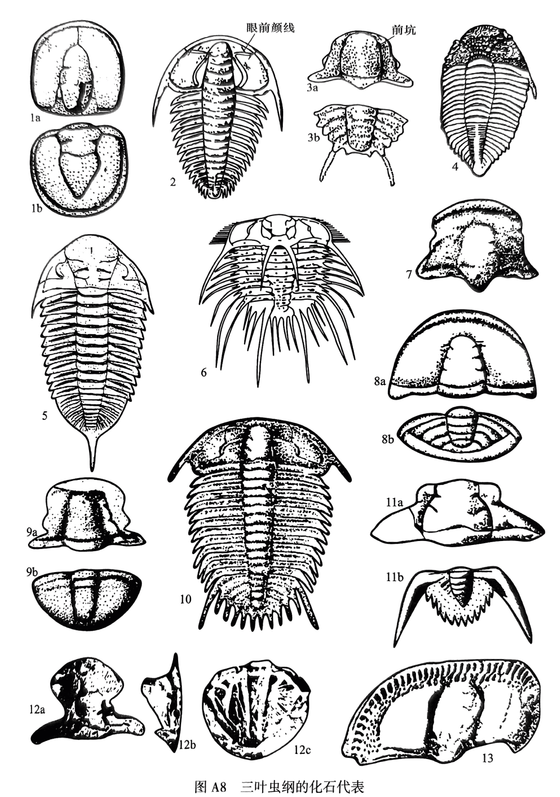 1. Ptychagnostus：1a头甲，1b尾甲；2. Redlichia，背甲；3. Dorypyge：3a头盖，3b尾甲；4. Coronocephalus，背甲；5. Dalmanitina，背甲；6. Odontopleura，背甲；7. Shantungaspis，头盖；8. Bailiella：8a头甲，8b尾甲；9. Chuangia：9a头盖，9b尾甲；10. Damesella，背甲；11. Neodrepanura：11a头盖，11b尾甲；12. Eoisotelus：12a头盖，12b活动颊，12c尾甲；13. Nankinolithus，头甲