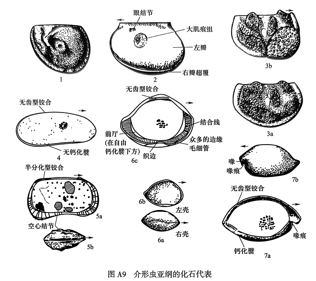 1. Leshanella（乐山介），左侧视；2. Leperditia（豆石介），左侧视；3. Beyrichia（瘤石介）：3a雄壳右视，3b雌壳右视；4. Darwinula（达尔文介），左壳内视；5. Limnocythere（湖花介）：5a左内视，5b背视；6. Bairdia（土菱介）：6a背视，6b右侧视，6c左内视；7. Cypridina（凹星介）：7a左内视，7b.左侧视