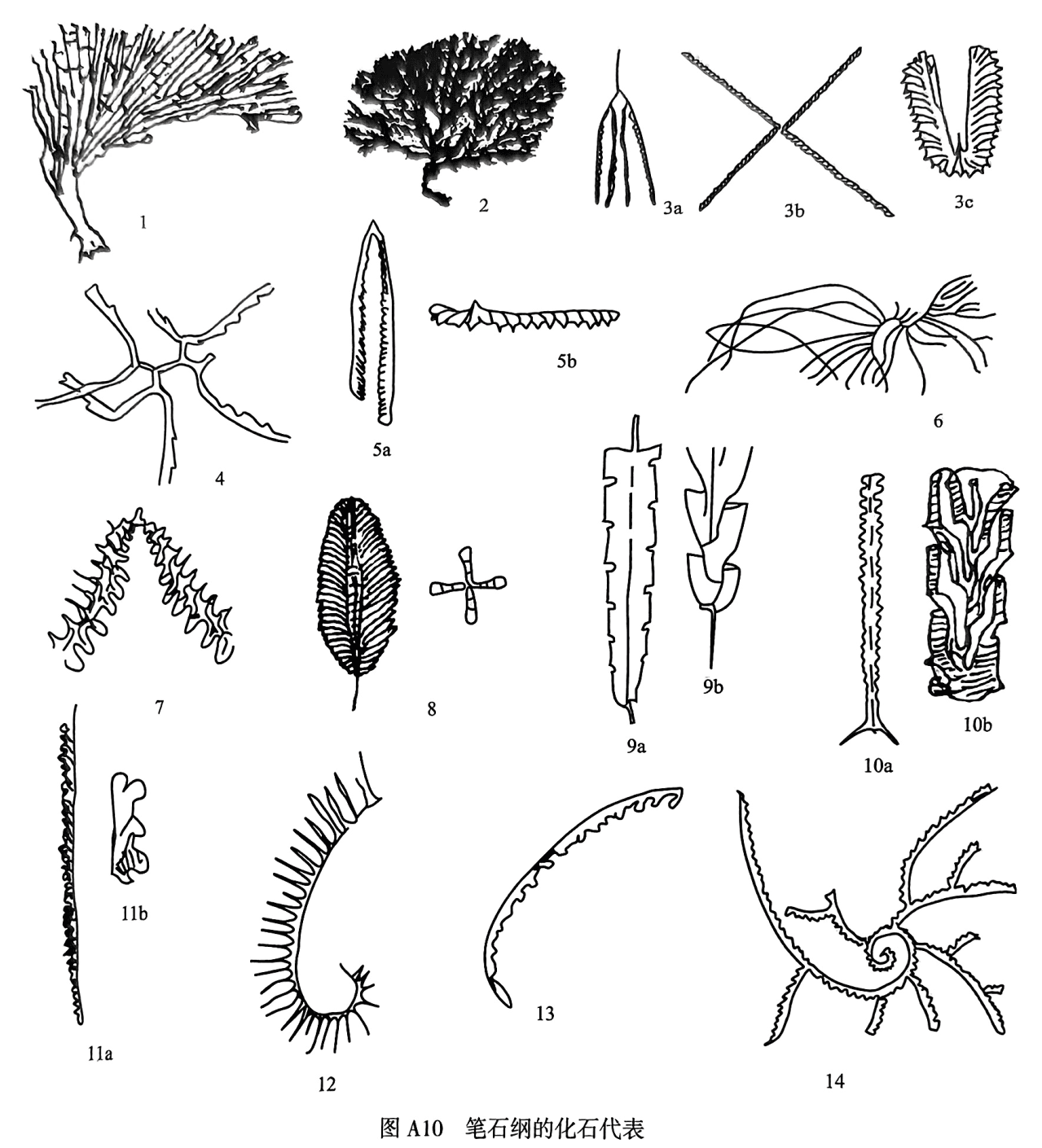 1. Dictyonema；2. Acanthograptus；3. Tetragraptus：3a T. fruticosus，3bT. quadribrachiatus，3c T. phyllograptoides；4. Dichograptus；5. Didymographus：5a D. murchisoni，5bD. abnormis；6. Nemagraptus；7. Sinograptus；8. Phyllograptus，右侧为横切面；9. Normalograptus；10. Climacograptus；11. Monograptus；12. Rastrites；13. Streptograptus；14. Cyrtograptus