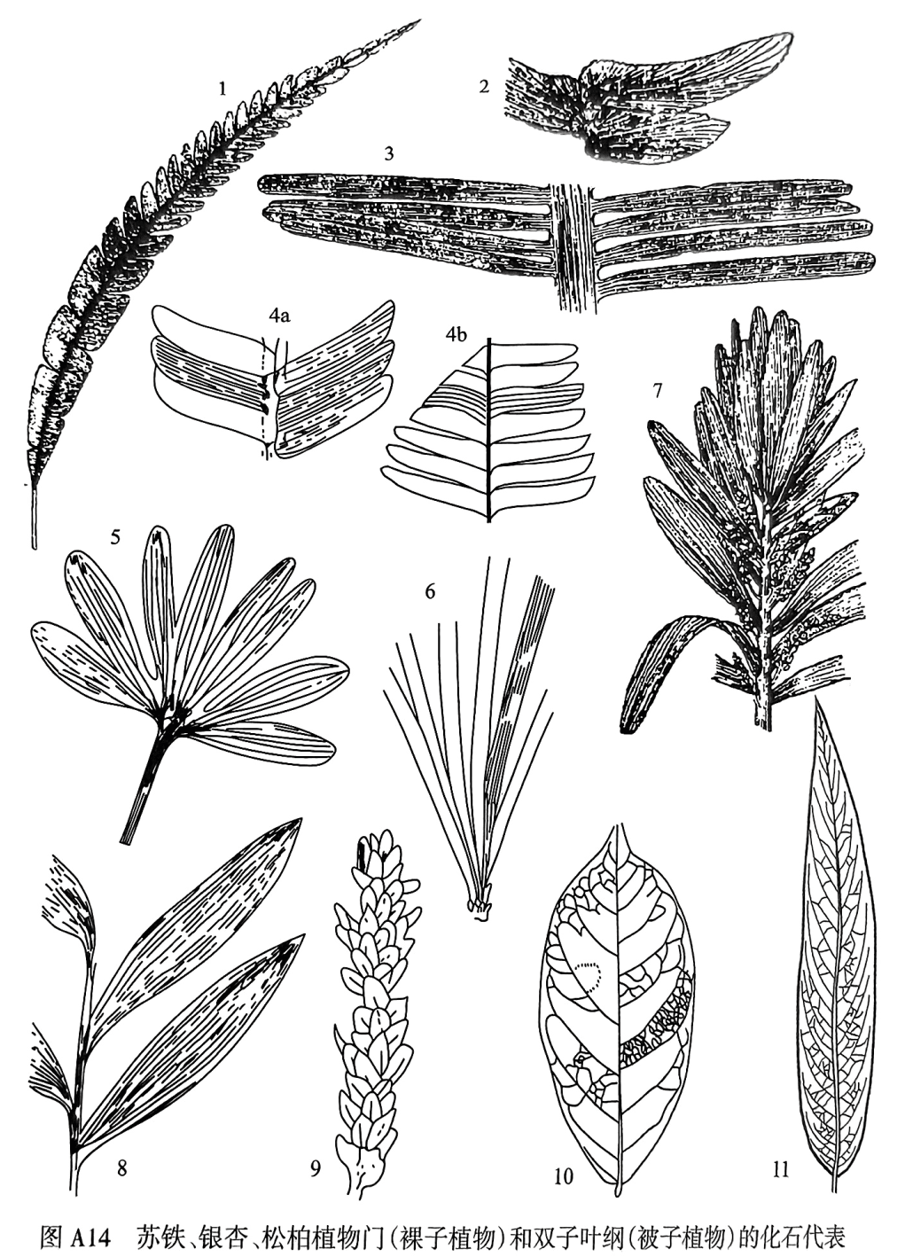 图A14 苏铁、银杏、松柏植物门(裸子植物)和双子叶纲(被子植物)的化石代表 1. Nilssonia；2. Otozamites；3. Pterophyllum；4. Ptilophyllum；5. Ginkgoites；6. Phoenicopsis；7. Cordaites；8. Podozamites；9. Ullmannia；10. Magnolia；11. Salix