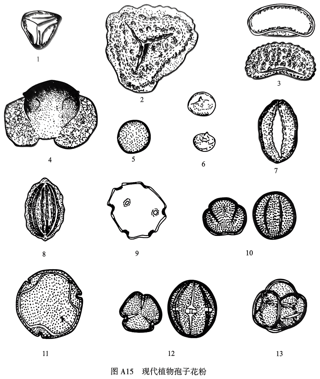 1. Cyathea；2. Pteris；3. Polypodium；4. Pinus；5. Cupressus；6. Taxodium；7. Ginkgo；8. Ephedra；9. Juglans；10. Quercus；11. Tilia；12. Rhus；13. Rhododendron