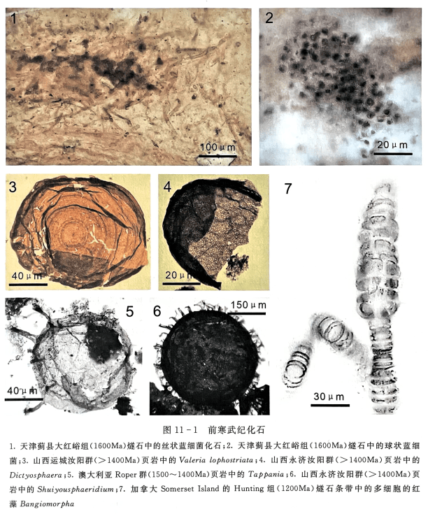 1.天津蓟县大红峪组（1600Ma）燧石中的丝状蓝细菌化石；2.天津蓟县大红峪组（1600Ma）燧石中的球状蓝细Dictyosphaera;5. 澳大利亚 Roper群（1500~1400Ma）页岩中的 Tappania;6. 山西永济汝阳群（>1400Ma）页藻 Bangiomorpha