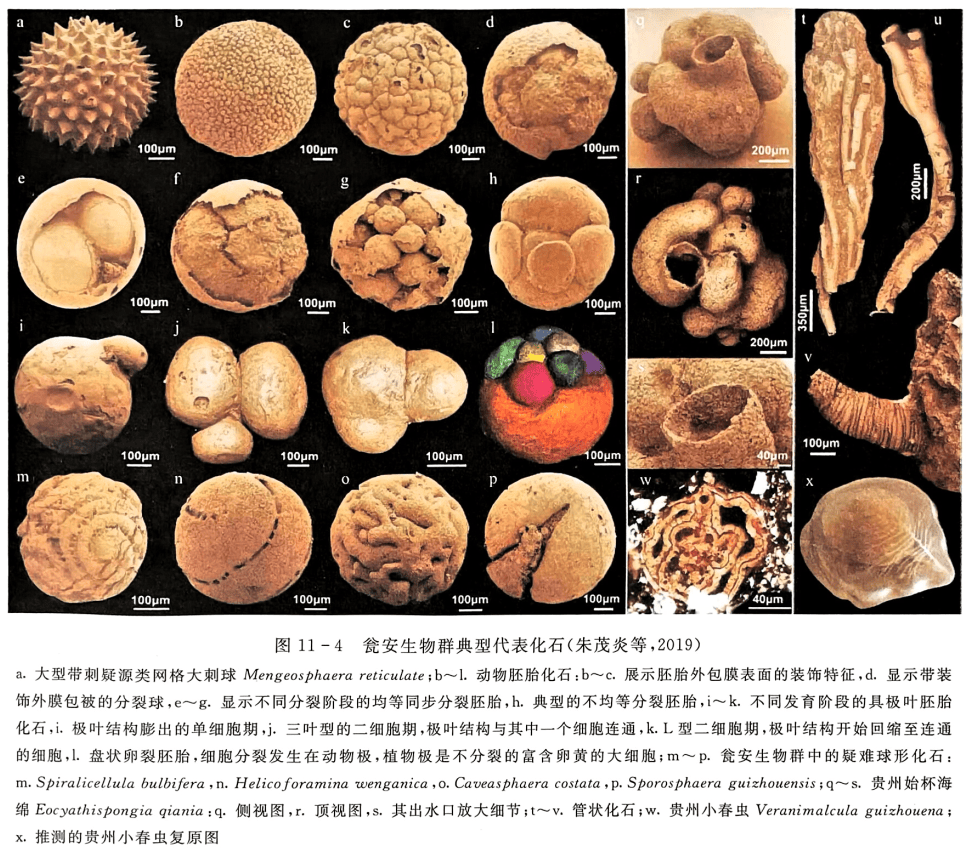 a. 大型带刺疑源类网格大刺球 Mengeosphaera reticulate;b~l. 动物胚胎化石;b~c. 展示胚胎外包膜表面的装饰特征，d.显示带装饰外膜包被的分裂球，e~g.显示不同分裂阶段的均等同步分裂胚胎，h.典型的不均等分裂胚胎，i~k.不同发育阶段的具极叶胚胎化石，i.极叶结构膨出的单细胞期，j.三叶型的二细胞期，极叶结构与其中一个细胞连通，k. L型二细胞期，极叶结构开始回缩至连通的细胞，L盘状卵裂胚胎，细胞分裂发生在动物极，植物极是不分裂的富含卵黄的大细胞；m~p.套安生物群中的疑难球形化石：m. Spiralicellula bulbifera ，n. Helicoforamina wenganica，a. Careasphaera costate，p. Sporosphaera gaviphonensis;q~s. 贵州始杯海绵 Eocyathispongia qiania:q. 侧视图，r. 顶视图，s. 其出水口放大细节;t~v. 管状化石;w. 贵州小春虫 Veranimalcula guizhouena;x.推测的贵州小春虫复原图
